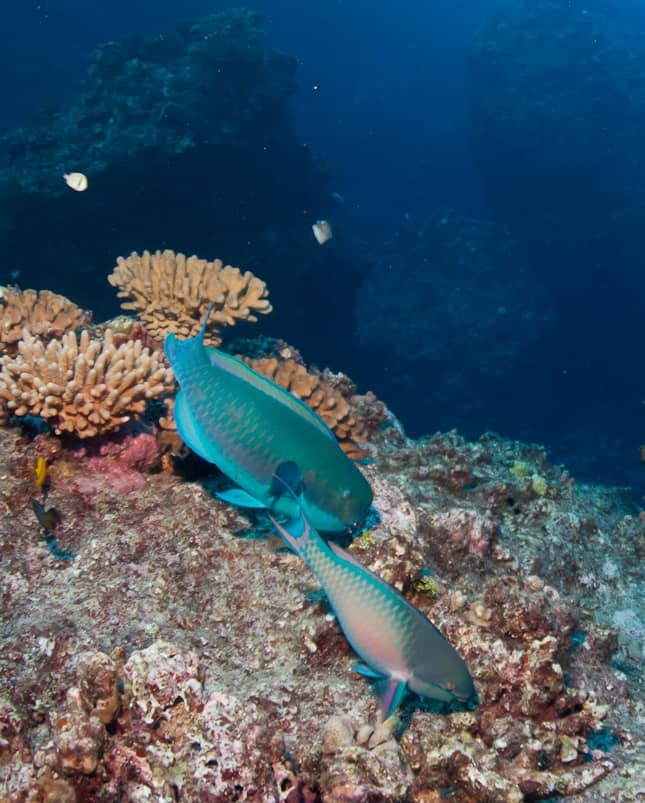 Parrotfish