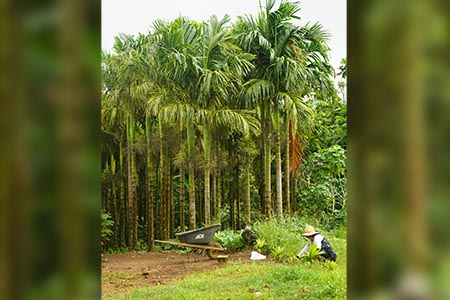 Some 25 agricultural producers in Pohnpei took part in the Farmer Focus mental health conference.