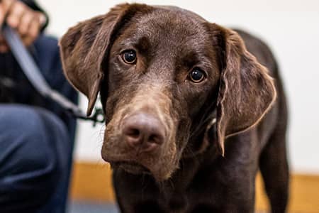 Photo of Penny, a 1-year-old labrador retriever from a family in Hawaii