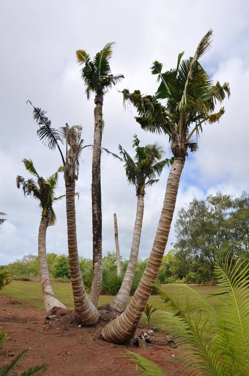 dying coconut palms