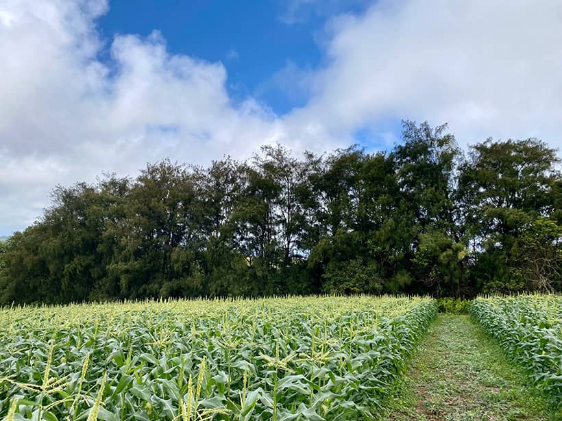 Photo of cornfield