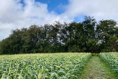 Ironwood trees create a wind barrier for a corn crop in Guam. 