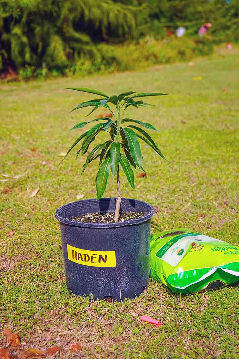 2023 uog grafted mango tree haden