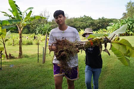 students carry uprooted banana tree on class trip