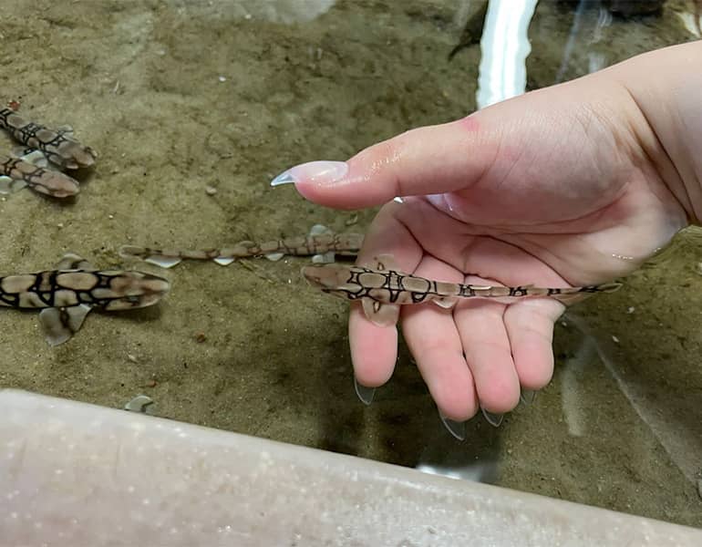 Gabriella Prelosky holding a chain catshark