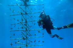 Diver working on coral nursery