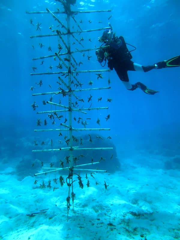 Diver working on coral nursery