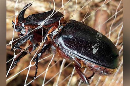 Tekken netting has helped Andersen golf course trap 6,000 rhino beetles and slow their spread.