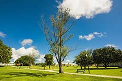 Plant pathologist Robert Schlub says half of the ironwoods that appear healthy today will likely decline in the next 13 years.