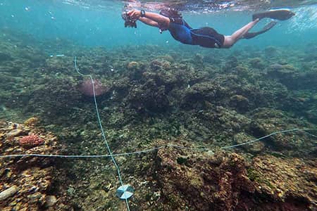 A diver documents sea life