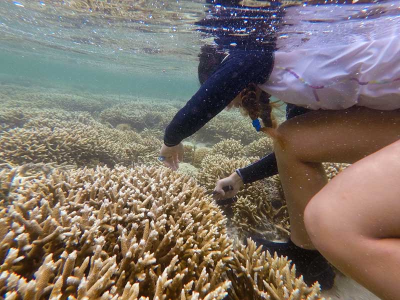 Jennifer Ha collects coral samples