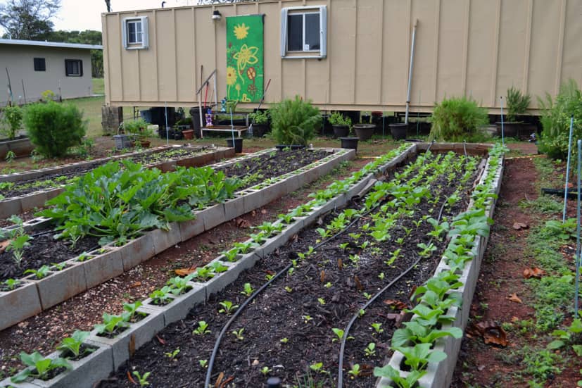 Plants in a raised-bed garden