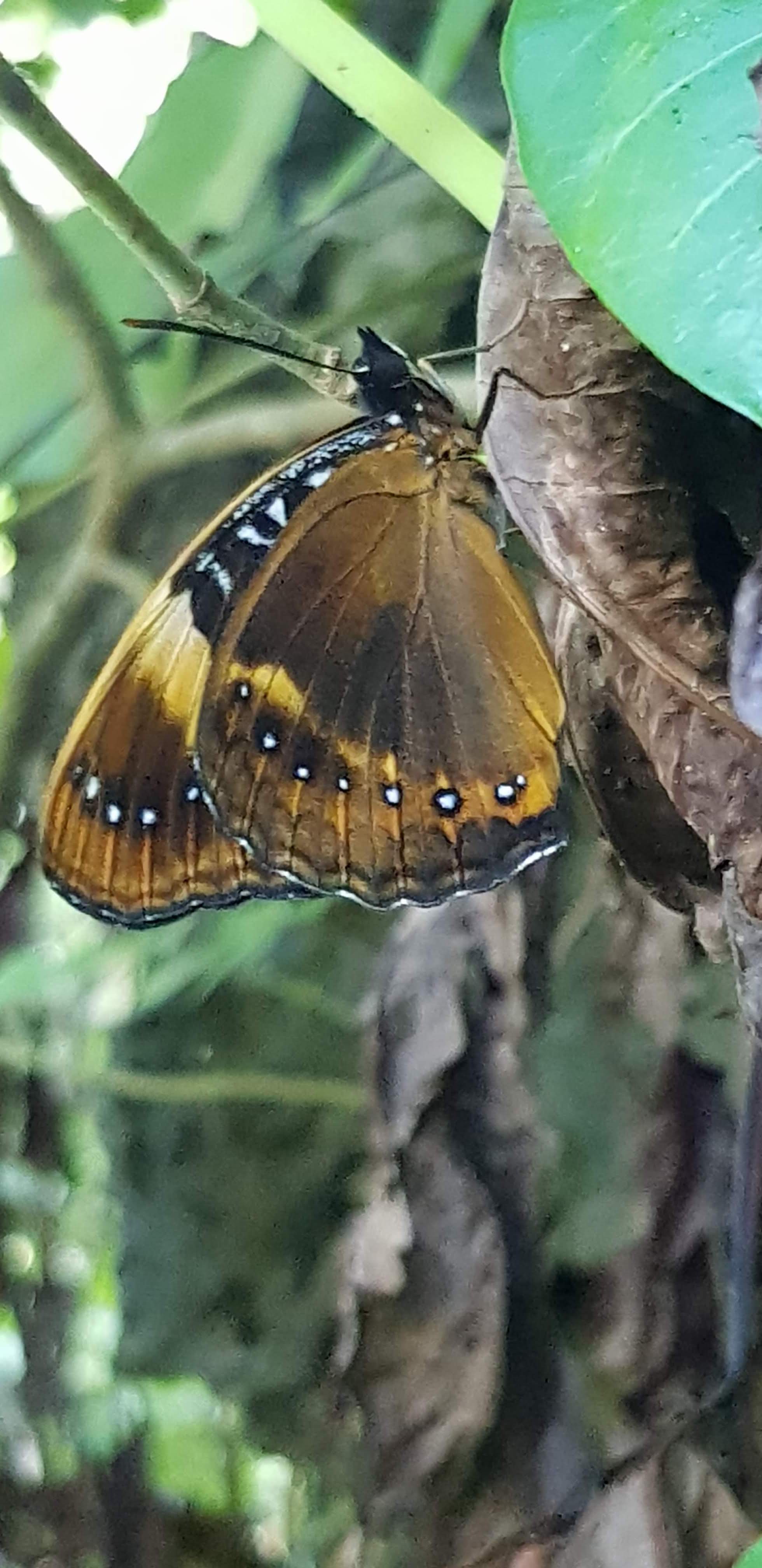 Mariana Eight-Spot Butterfly