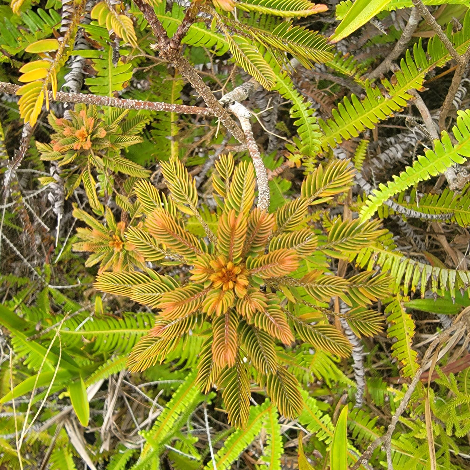 Phyllanthus saffordii