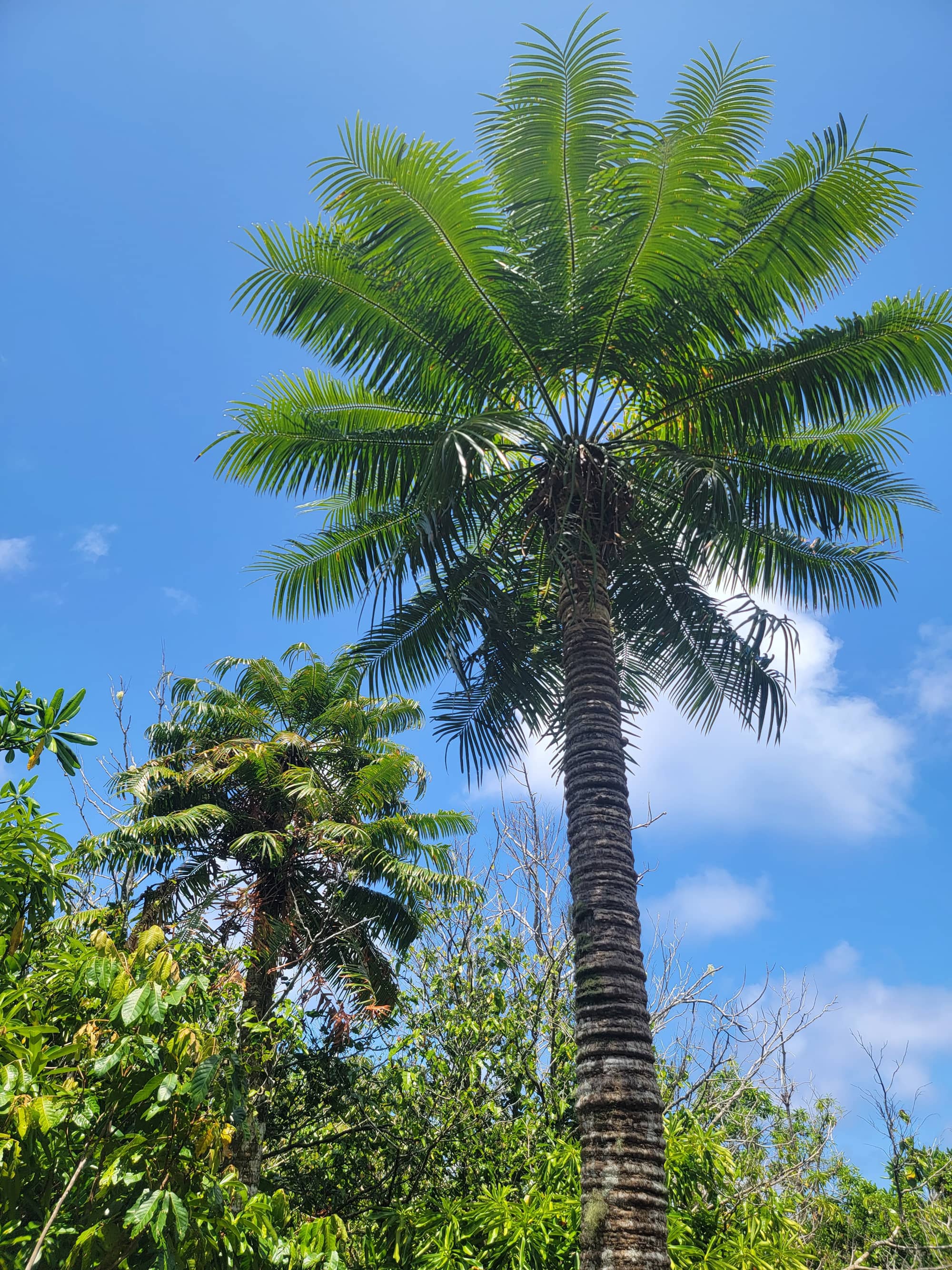 Fadang or Cycas micronesica