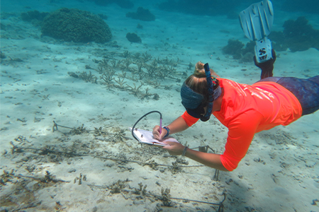 D’amy Steward does research underwater