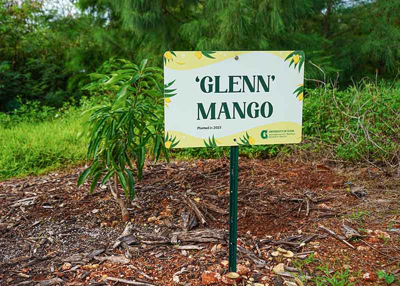 Photo of a newly unveiled sign for a Haden mango tree