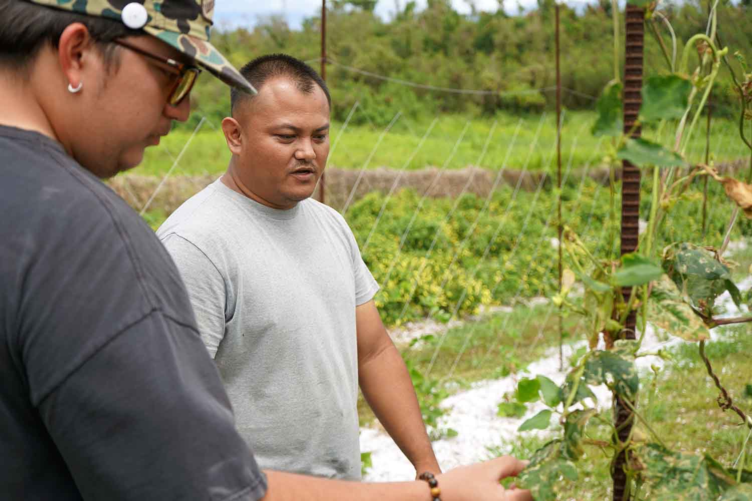 Photo of two individuals examining a long bean plant