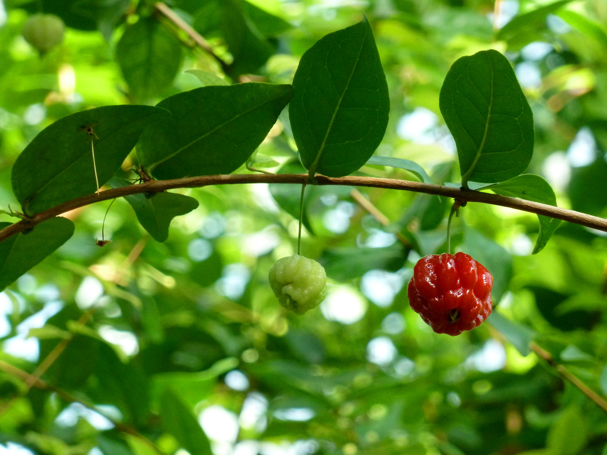 Come learn how to grow Surinam cherry, eggfruit, peanut butter fruit, and mulberry trees!