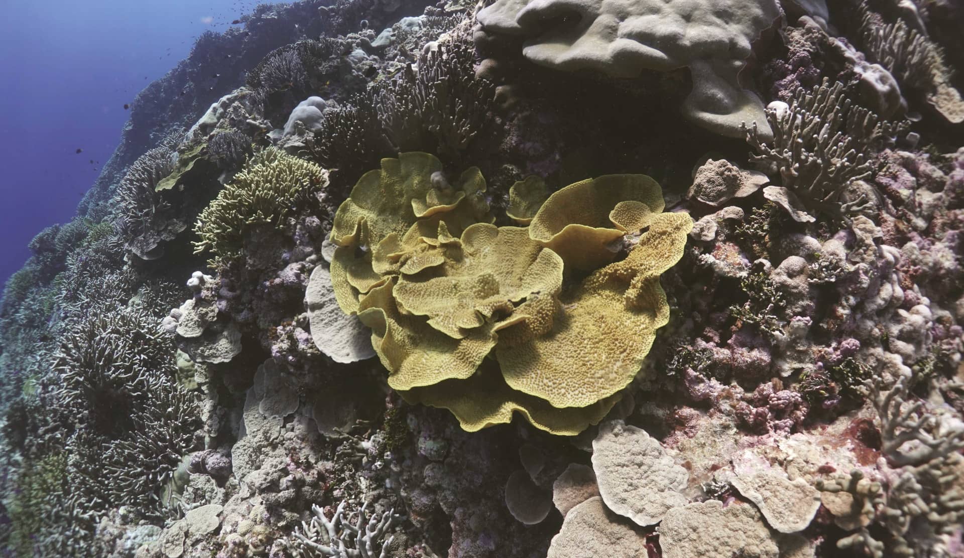 Lettuce coral in a reef off of Pingelap Atoll in Pohnpei