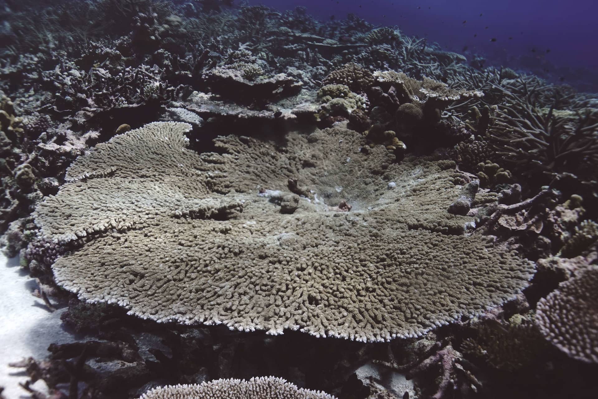 A living table coral in the Sapwuahfik Atoll area
