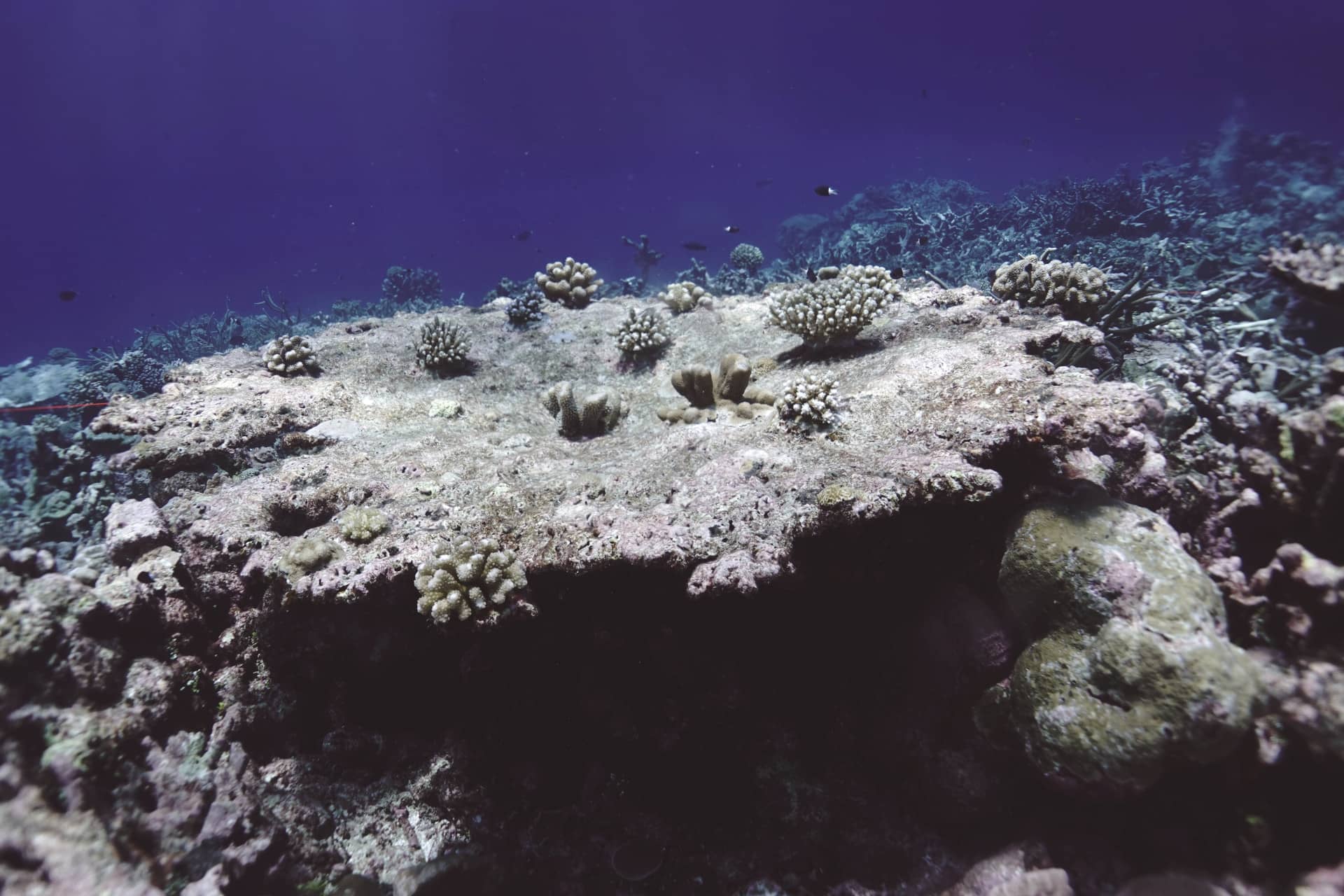 A dead coral in the Sapwuahfik Atoll area