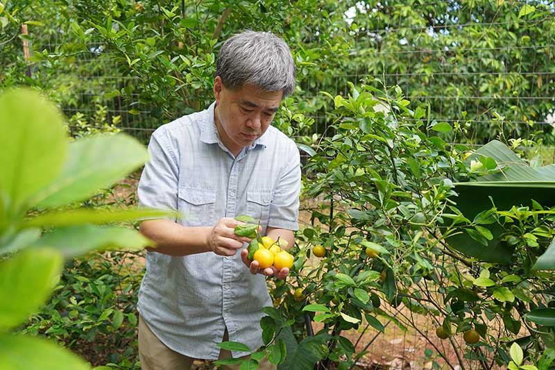 man inspecting citrus fruits on a tree