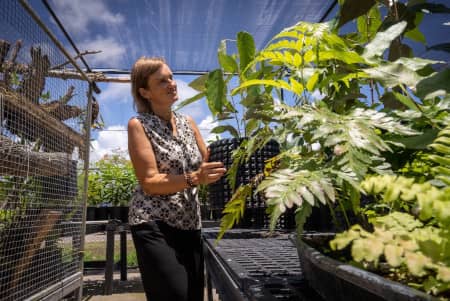 UOG CIS Associate Director for Natural Resources Else Demeulenaere tends to plants in the nursery.