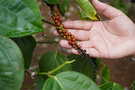 Black pepper on a Pohnpei farm