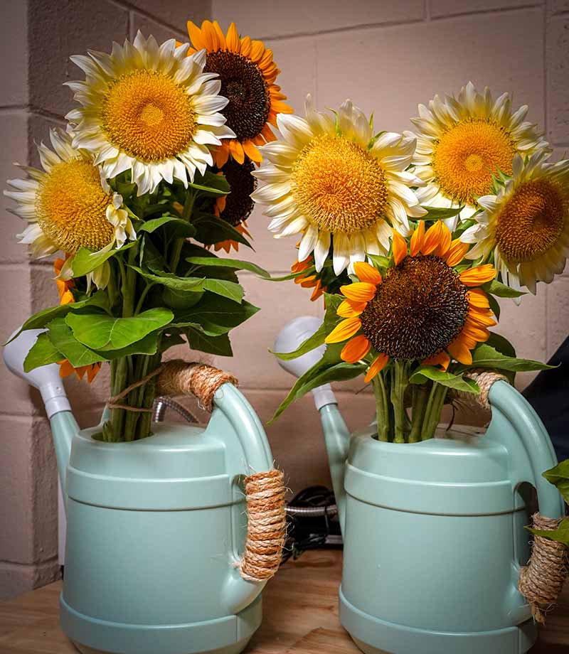 Two watering cans filled with freshly cut sunflowers