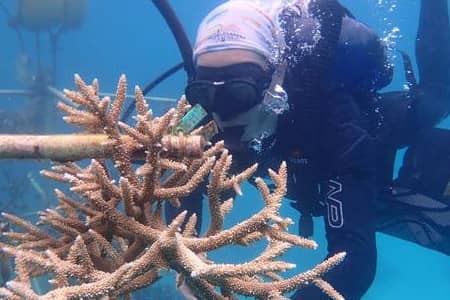 Colin Anthony, a former researcher at the UOG Marine Lab, monitors freshly fragmented corals