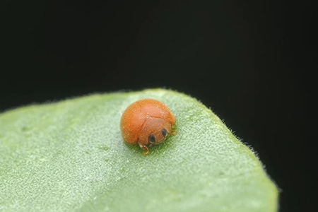 ladybird beetle
