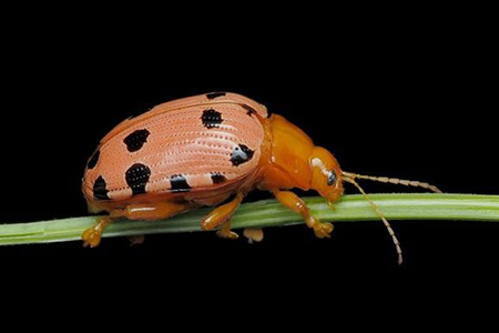  Colorful sineguelas leaf beetle threatens Guam’s hog plum trees, causing defoliation and reduced fruit yields.