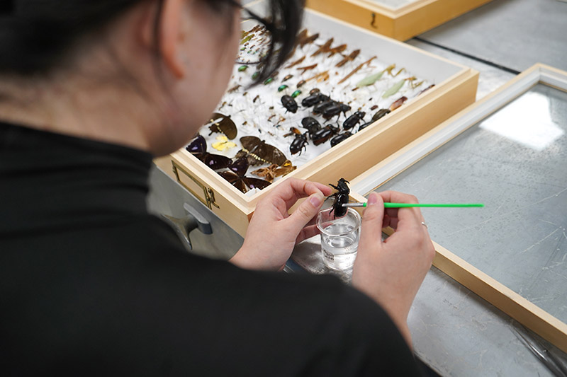 a women holding a preserved beetle and a small paintbrush