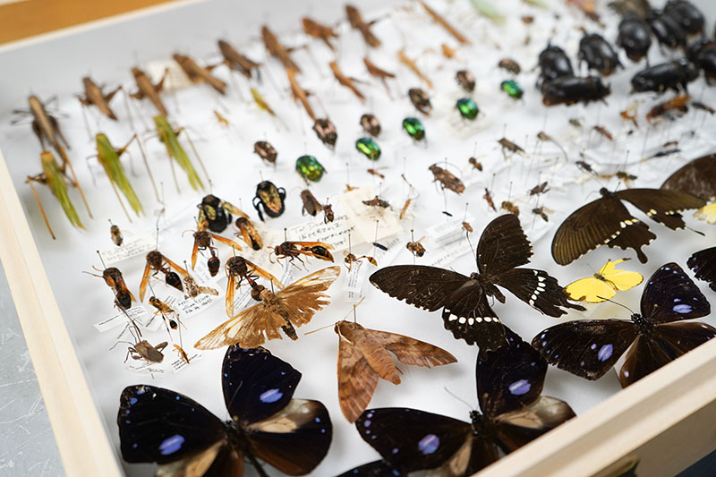 a shadow box with various preserved insects