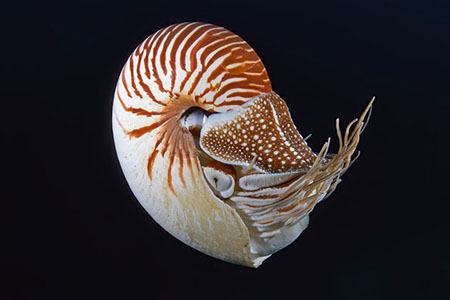 A study by Marine Lab faculty clarifies the evolution of a species that once dominated the oceans.