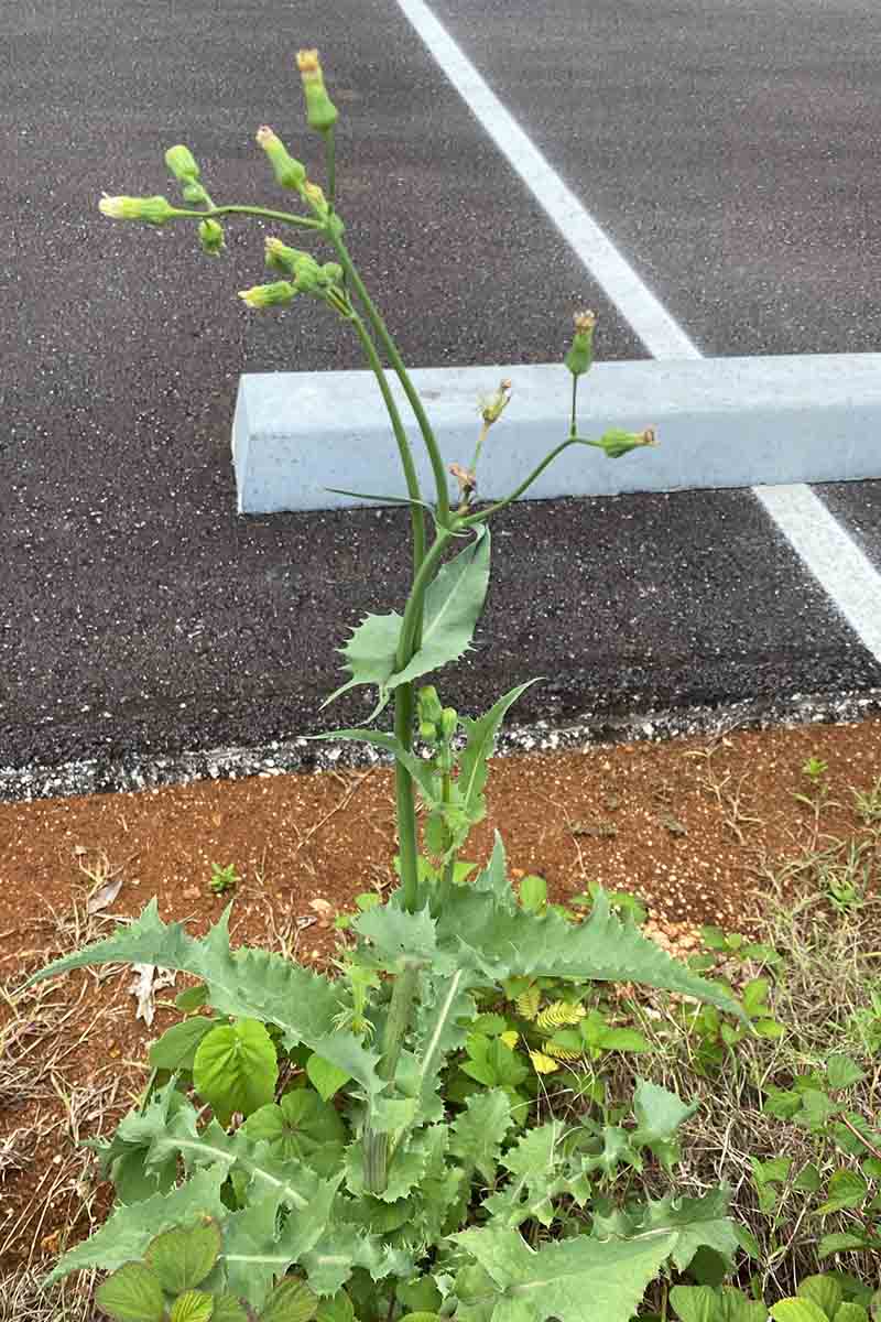 Mature common sowthistle plants can reach two feet in height and produce up to 8,000 wind-dispersed seeds. A photo of a tall weed growing in gravel near asphault