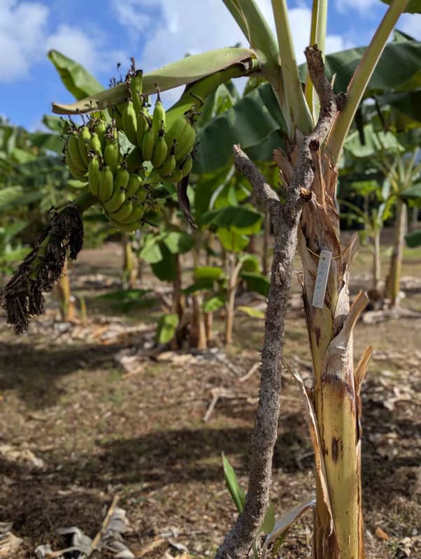 bananas growing on a plant