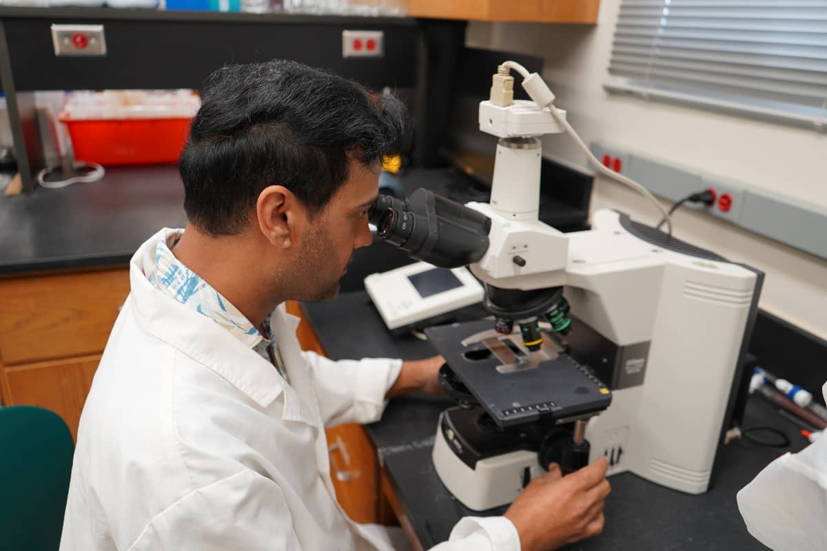 A scientist looking into a microscope