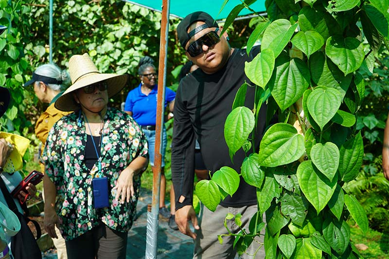 Two individuals inspect a black pepper plant growing on a post