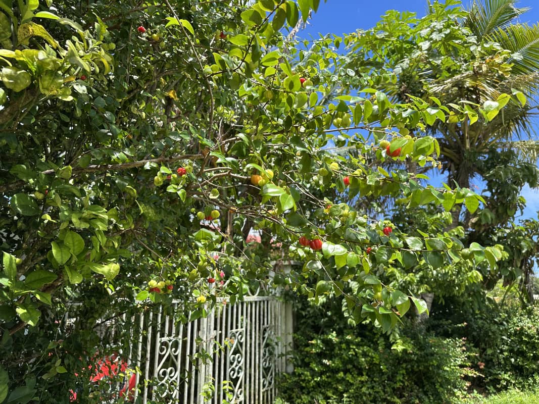 Suriname cherry tree in Guam.