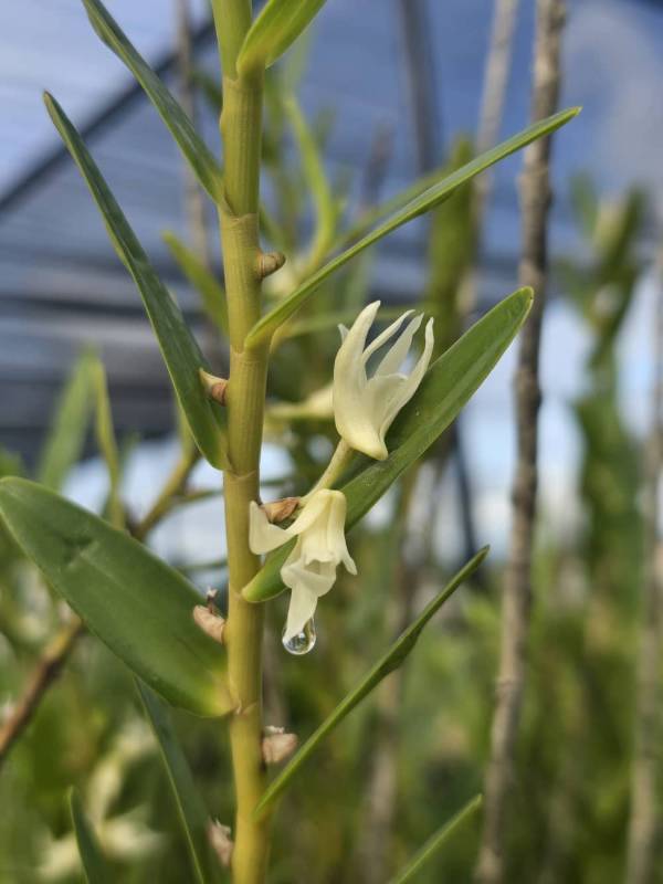 A Dendrobium guamense flowers.