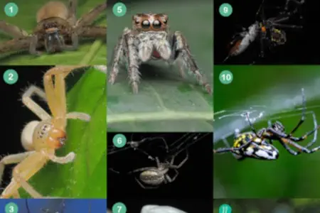 Explore the common fears and surprising truths about Guam’s spiders in this feature from University of Guam. Learn how arachnophobia shapes our reactions, discover the important roles spiders play in our homes and ecosystems, and become better informed about these eight-legged neighbors of the island.