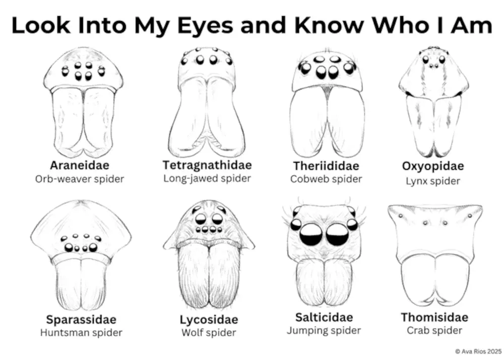 Look into my eyes image
