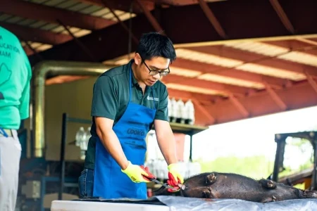 University of Guam meat and animal scientist Jeng-Hung Liu prepares a feral pig for butchering.