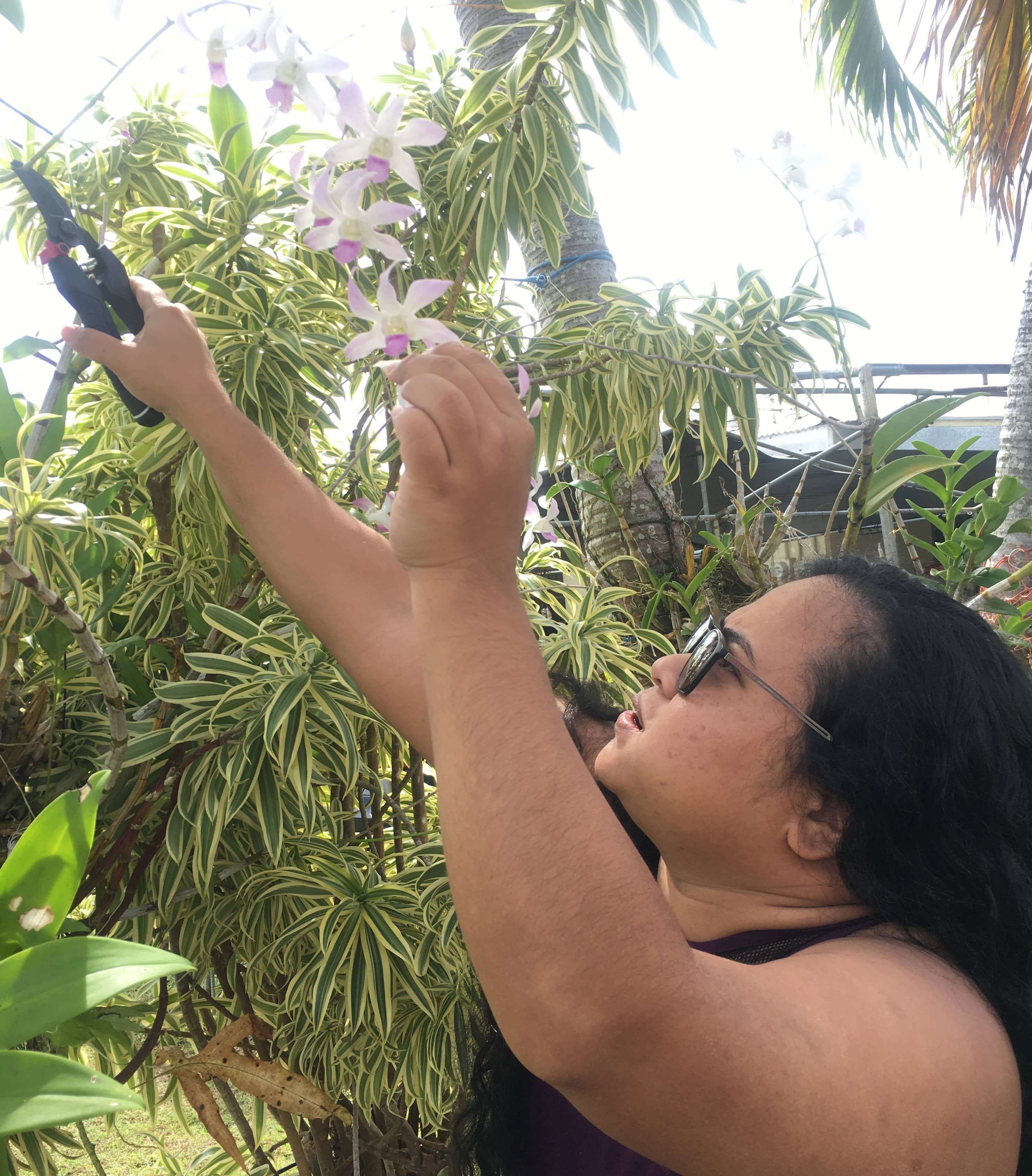 Elizabeth Rutun prepares to cut a stem of orchids 
