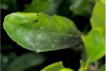 Sooty mold coats the surface of a citrus leaf
