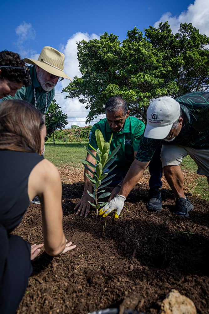 Tree planting