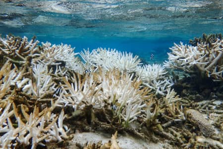 Alumni of the University of Guam Marine Laboratory warn in the journal Science that changes to Endangered Species Act protections could threaten Guam’s endangered staghorn corals, urging National Oceanic and Atmospheric Administration to reconsider reef exemptions.