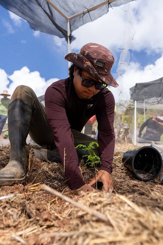 Outplanting event in Atantano